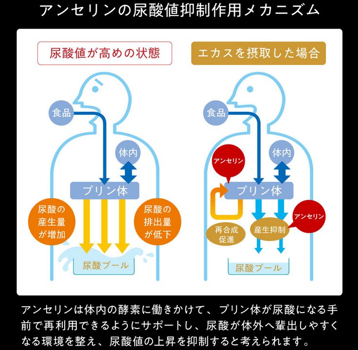 エカス アルコール代謝への効果